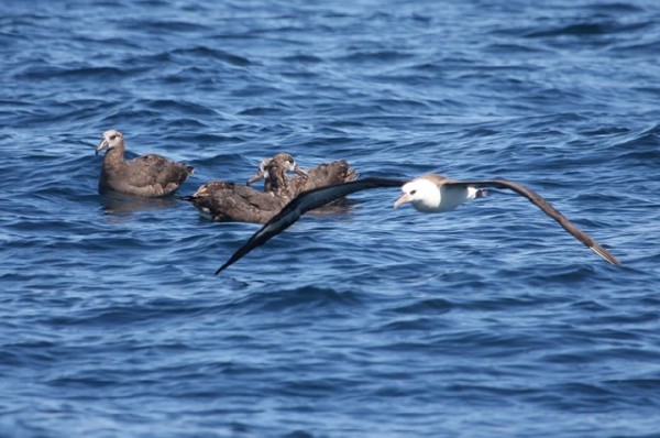 Laysan & Black-footed Albatross